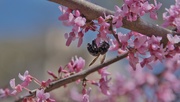 26th Mar 2022 - Blossom & Bee