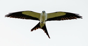 26th Mar 2022 - One More Swallowtail Kite!