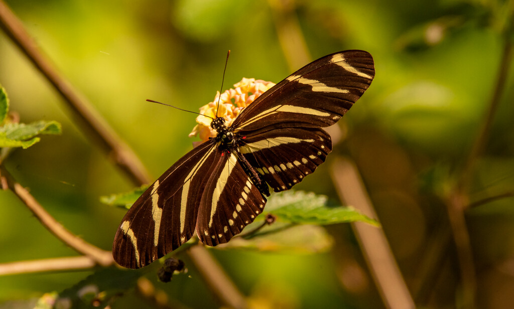 Zebrawing Butterfly! by rickster549
