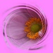 Japanese anemone in a whirl by quietpurplehaze