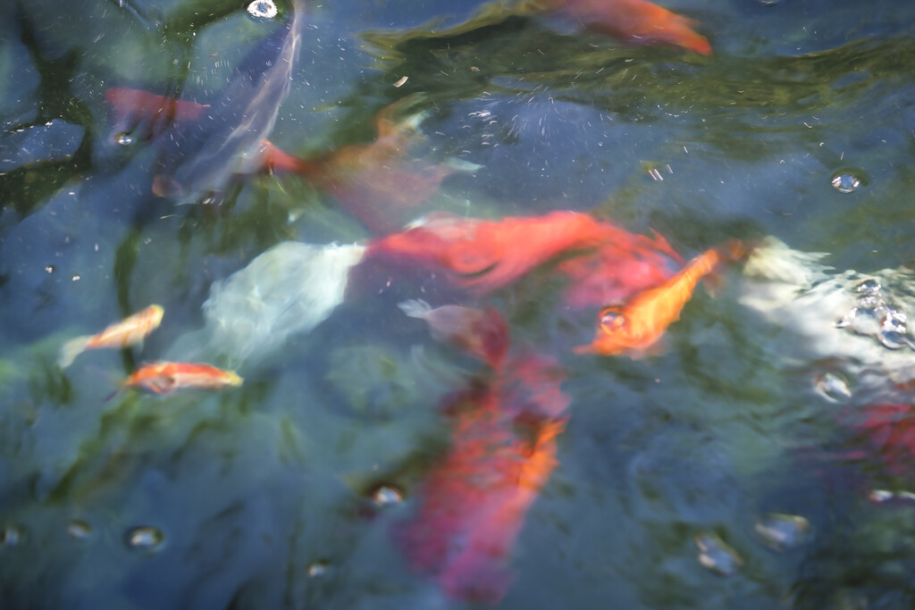 Goldfish by dkbarnett