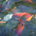 Goldfish by dkbarnett
