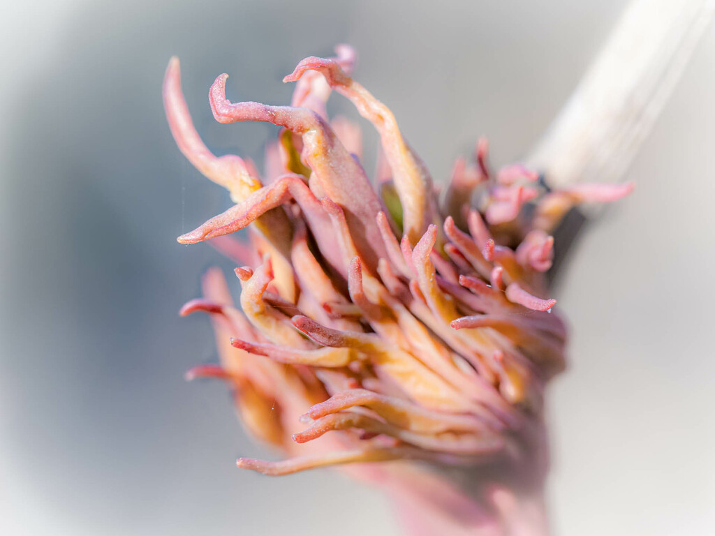 Begonias bud  by haskar