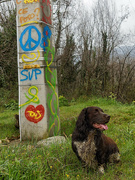 26th Mar 2022 - Peace pup