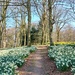Threave Gardens daffodils  by samcat