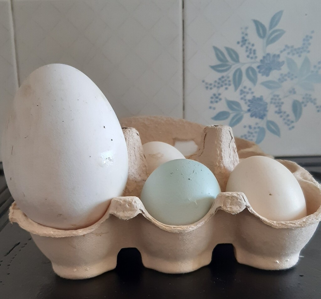 Big egg little eggs  by sarah19