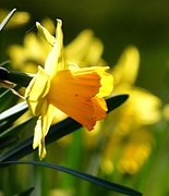 27th Mar 2022 - Daffodil
