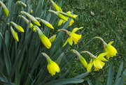 27th Mar 2022 - Snowing on daffodils