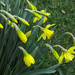 Snowing on daffodils by mittens
