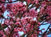 27th Mar 2022 - Cherry blossom pink
