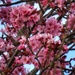 Cherry blossom pink by craftymeg