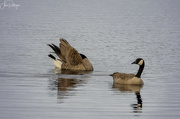 27th Mar 2022 - Canadian Geese 