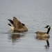 Canadian Geese  by jgpittenger