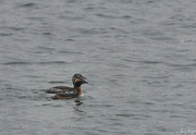 27th Mar 2022 - Red Necked Grebes