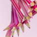 Pink pencils by ingrid01