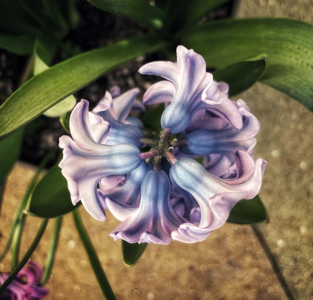 Hyacinth  by denful