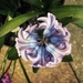 Hyacinth  by denful