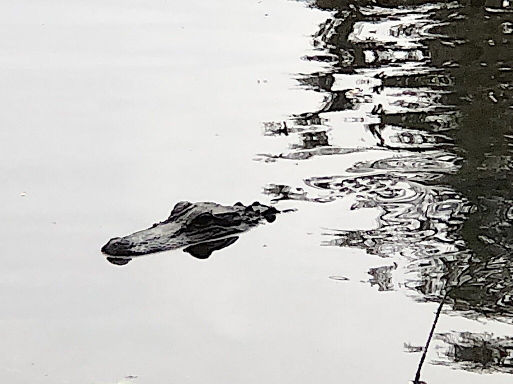 I spotted this little gator recently.  Isn’t it cute? by congaree