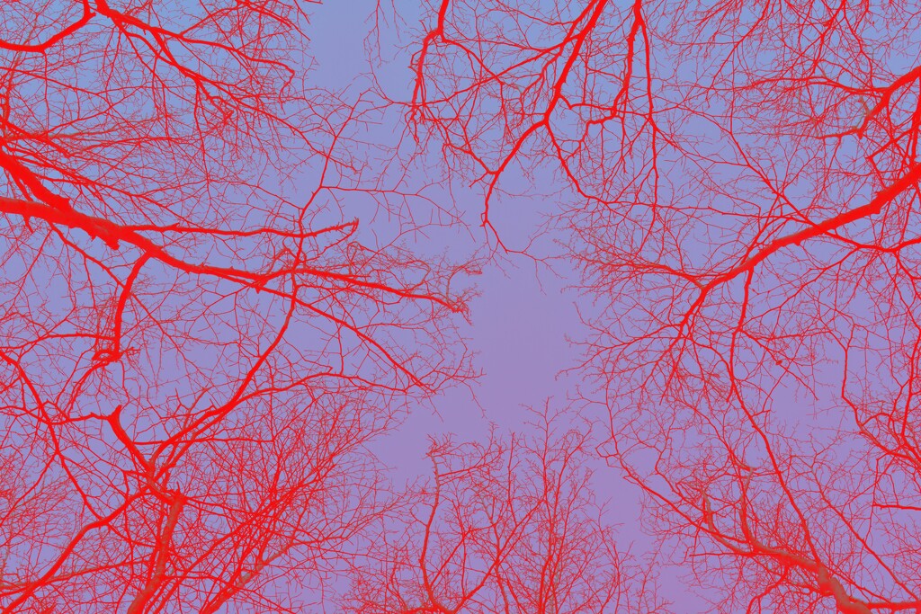 Treetops inverted red channel by anitaw