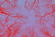 27th Mar 2022 - Treetops inverted red channel