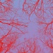 Treetops inverted red channel by anitaw