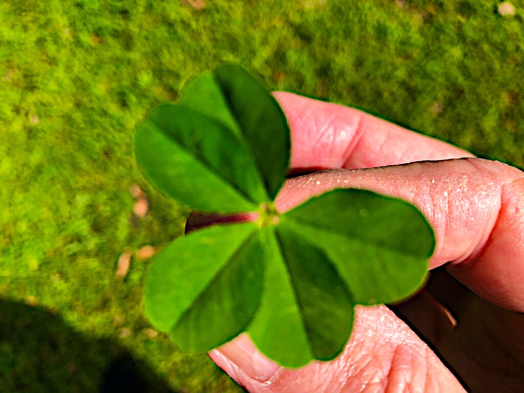 I found this amazing five-leaf clover a few days ago.  I didn’t even know they existed. by congaree