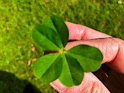 27th Mar 2022 - I found this amazing five-leaf clover a few days ago.  I didn’t even know they existed.