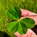 I found this amazing five-leaf clover a few days ago.  I didn’t even know they existed. by congaree