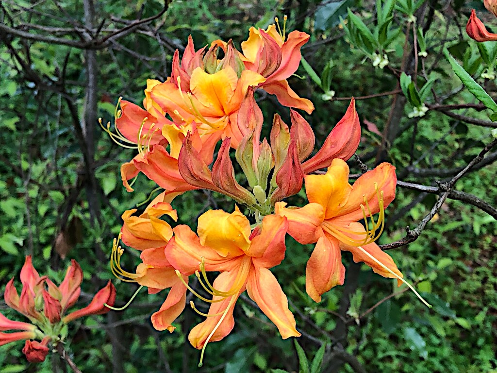 Stunning flame azaleas.  I eagerly look forward to seeing these every Spring.  by congaree