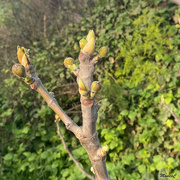 27th Mar 2022 - Signs of spring