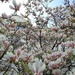 Magnolia by ctst