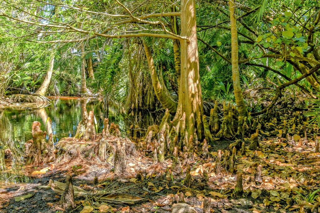 Mangroves by danette