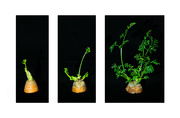 27th Mar 2022 - The after-life of carrots...