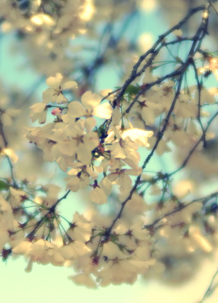  Cherry Blossom Joy by sunnygirl