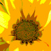 Yellow daisy art by larrysphotos