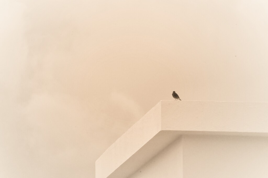 Bird by antonios