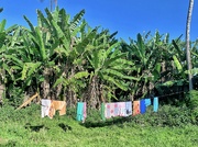 29th Mar 2022 - Laundry and palm trees. 
