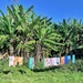 Laundry and palm trees.  by cocobella