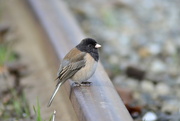 24th Mar 2022 - Junco on the Rail