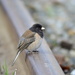 Junco on the Rail by stephomy