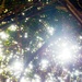 Tree and light by antonios