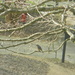 Bluebird on Tree Branch by sfeldphotos