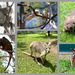 Aussie Animals by sugarmuser