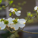 Dogwood on the trail... by thewatersphotos