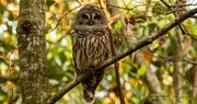 27th Mar 2022 - Barred Owl Watching Out for Dinner!