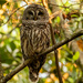 Barred Owl Watching Out for Dinner! by rickster549