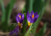 26th Mar 2022 - Tiny Blooms