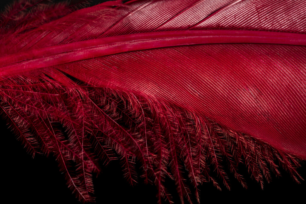 Red Feather by nickspicsnz