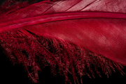 28th Mar 2022 - Red Feather