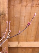 17th Mar 2022 - Acer buds...